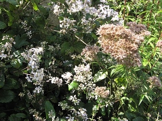 East Lambrook Manor Garden